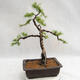 Vonkajší bonsai -Larix decidua - Smrekovec opadavý VB2019-26707 - 2/5