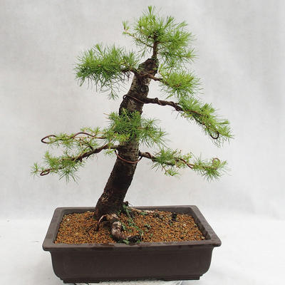 Vonkajší bonsai -Larix decidua - Smrekovec opadavý VB2019-26708 - 2
