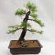 Vonkajší bonsai -Larix decidua - Smrekovec opadavý VB2019-26708 - 2/5
