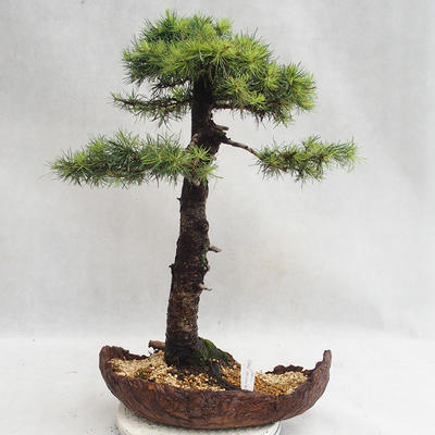 Vonkajší bonsai -Larix decidua - Smrekovec opadavý VB2019-26710 - 2