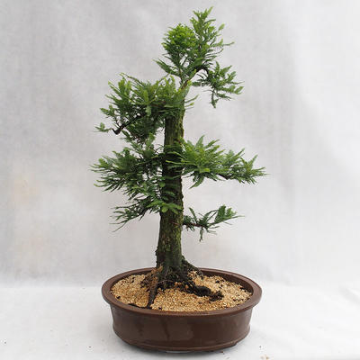 Vonkajšie bonsai - Metasequoia glyptostroboides - Metasekvoja Čínska malolistá VB2019-26711 - 2