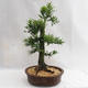 Vonkajšie bonsai - Metasequoia glyptostroboides - Metasekvoja Čínska malolistá VB2019-26711 - 2/6