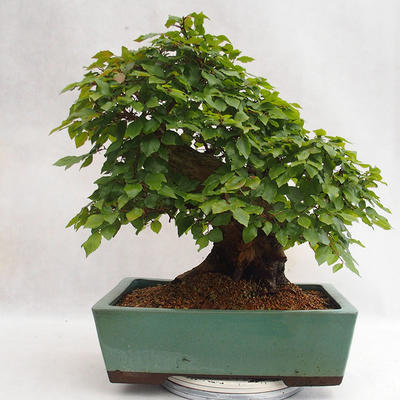 Vonkajšie bonsai - Hrab kórejsky - Carpinus carpinoides VB2019-26715 - 2