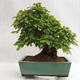 Vonkajšie bonsai - Hrab kórejsky - Carpinus carpinoides VB2019-26715 - 2/5