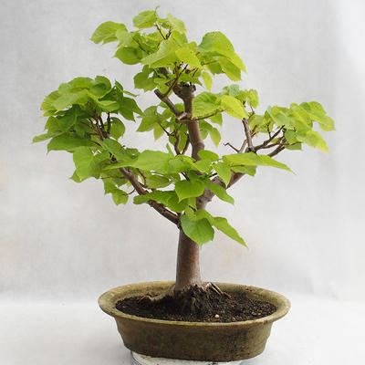 Vonkajšie bonsai - Lipa malolistá - Tilia cordata 404-VB2019-26717 - 2