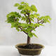 Vonkajšie bonsai - Lipa malolistá - Tilia cordata 404-VB2019-26717 - 2/5