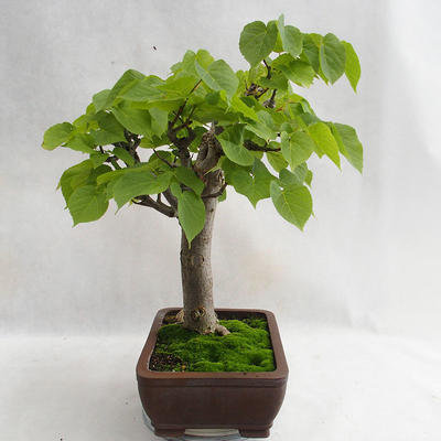 Vonkajšie bonsai - Lipa malolistá - Tilia cordata 404-VB2019-26718 - 2