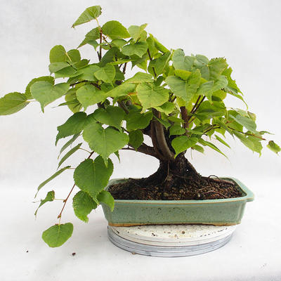 Vonkajšie bonsai - Lipa malolistá - Tilia cordata 404-VB2019-26719 - 2
