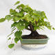 Vonkajšie bonsai - Lipa malolistá - Tilia cordata 404-VB2019-26719 - 2/5
