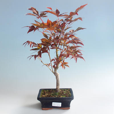Vonkajšie bonsai - Acer palm. Atropurpureum-Javor dlaňolistý červený 408-VB2019-26722 - 2