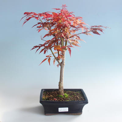 Vonkajšie bonsai - Acer palm. Atropurpureum-Javor dlaňolistý červený 408-VB2019-26725 - 2