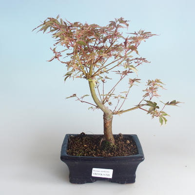 Vonkajší bonsai -Javor dlaňovitolistý Acer palmatum Butterfly 408-VB2019-26728 - 2