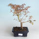 Vonkajší bonsai -Javor dlaňovitolistý Acer palmatum Butterfly 408-VB2019-26728 - 2/2