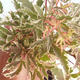 Vonkajší bonsai -Javor dlaňovitolistý Acer palmatum Butterfly 408-VB2019-26730 - 2/2