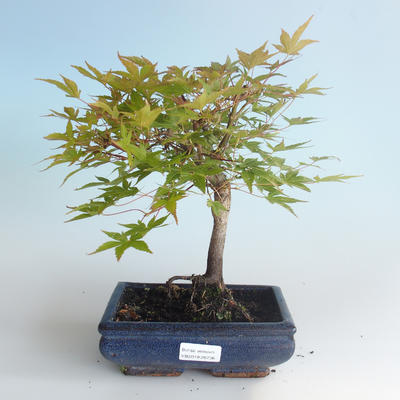 Vonkajšie bonsai - Acer palmatum Beni Tsucasa - Javor dlaňolistý 408-VB2019-26736 - 2