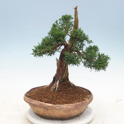 Vonkajšie bonsai - Juniperus chinensis -Jalovec čínsky - 2