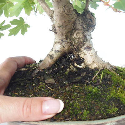 Vonkajšia bonsai-Acer campestre-Javor poľný 408-VB2019-26807 - 2