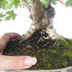 Vonkajšia bonsai-Acer campestre-Javor poľný 408-VB2019-26807 - 2/5