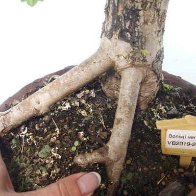 Vonkajšia bonsai-Acer campestre-Javor poľný 408-VB2019-26808 - 2