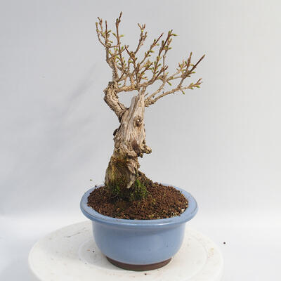 Vonkajší bonsai - Zlatice - Forsythia intermedia Week End - 2