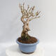 Vonkajší bonsai - Zlatice - Forsythia intermedia Week End - 2/5