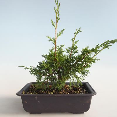 Vonkajšie bonsai - Juniperus chinensis Itoigava-Jalovec čínsky VB2019-26890 - 2