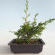 Vonkajšie bonsai - Juniperus chinensis Itoigava-Jalovec čínsky VB2019-26890 - 2/3