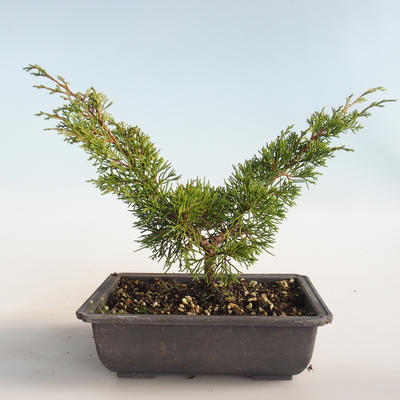Vonkajšie bonsai - Juniperus chinensis Itoigava-Jalovec čínsky VB2019-26893 - 2