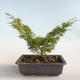 Vonkajšie bonsai - Juniperus chinensis Itoigava-Jalovec čínsky VB2019-26893 - 2/3