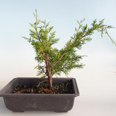 Vonkajšie bonsai - Juniperus chinensis Itoigava-Jalovec čínsky VB2019-26896 - 2