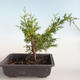 Vonkajšie bonsai - Juniperus chinensis Itoigava-Jalovec čínsky VB2019-26896 - 2/3