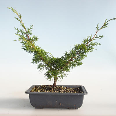 Vonkajšie bonsai - Juniperus chinensis Itoigava-Jalovec čínsky VB2019-26898 - 2