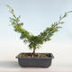 Vonkajšie bonsai - Juniperus chinensis Itoigava-Jalovec čínsky VB2019-26898 - 2/3