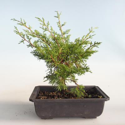Vonkajšie bonsai - Juniperus chinensis Itoigava-Jalovec čínsky VB2019-26899 - 2