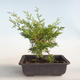 Vonkajšie bonsai - Juniperus chinensis Itoigava-Jalovec čínsky VB2019-26899 - 2/3