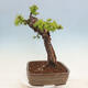 Vonkajší bonsai -Larix decidua - Smrekovec opadavý - 2/7