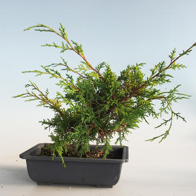 Vonkajšie bonsai - Juniperus chinensis Itoigava-Jalovec čínsky VB2019-26907 - 2
