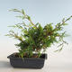 Vonkajšie bonsai - Juniperus chinensis Itoigava-Jalovec čínsky VB2019-26907 - 2/3