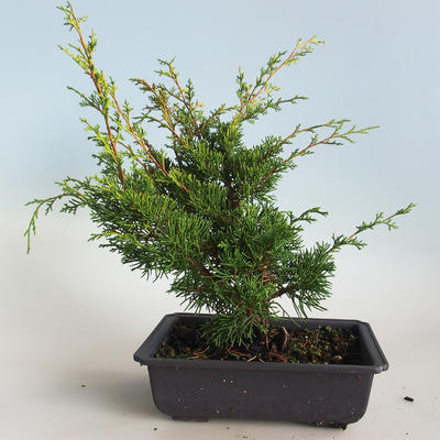 Vonkajšie bonsai - Juniperus chinensis Itoigava-Jalovec čínsky VB2019-26913 - 2