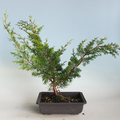 Vonkajšie bonsai - Juniperus chinensis Itoigava-Jalovec čínsky VB2019-26914 - 2