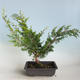 Vonkajšie bonsai - Juniperus chinensis Itoigava-Jalovec čínsky VB2019-26914 - 2/3
