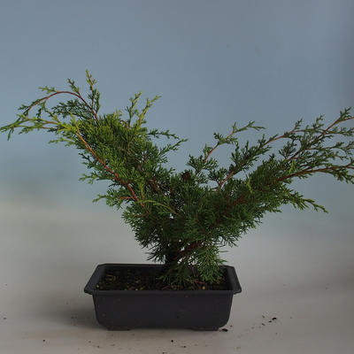Vonkajšie bonsai - Juniperus chinensis Itoigava-Jalovec čínsky VB2019-26918 - 2