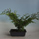 Vonkajšie bonsai - Juniperus chinensis Itoigava-Jalovec čínsky VB2019-26918 - 2/3