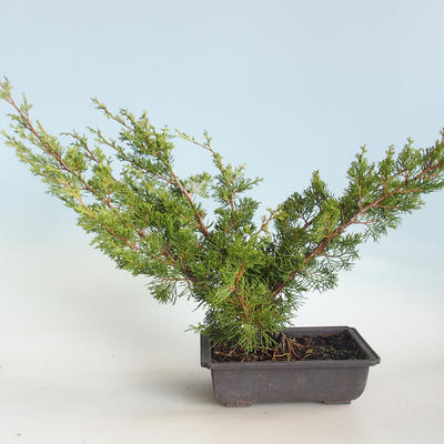 Vonkajšie bonsai - Juniperus chinensis Itoigava-Jalovec čínsky VB2019-26922 - 2