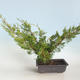 Vonkajšie bonsai - Juniperus chinensis Itoigava-Jalovec čínsky VB2019-26922 - 2/3