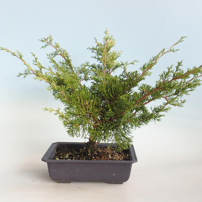 Vonkajšie bonsai - Juniperus chinensis Itoigava-Jalovec čínsky VB2019-26923 - 2