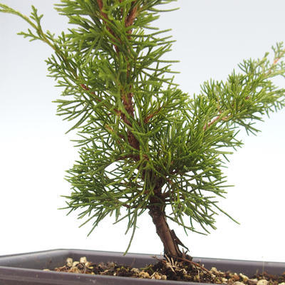 Vonkajšie bonsai - Juniperus chinensis Itoigawa-Jalovec čínsky VB2019-26973 - 2