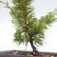Vonkajšie bonsai - Juniperus chinensis Itoigawa-Jalovec čínsky VB2019-26973 - 2/2