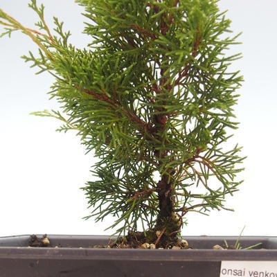 Vonkajšie bonsai - Juniperus chinensis Itoigawa-Jalovec čínsky VB2019-26974 - 2