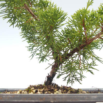 Vonkajšie bonsai - Juniperus chinensis Itoigawa-Jalovec čínsky VB2019-26975 - 2